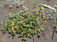 Eriogonum marifolium