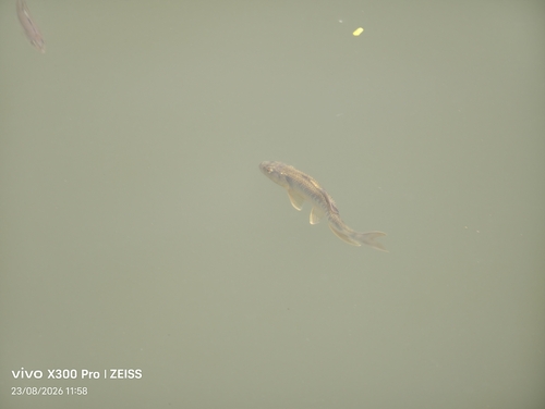 Chinese Hooksnout Carp
