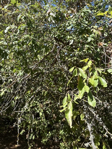 Blackthorn