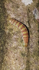 Epirrita christyi
