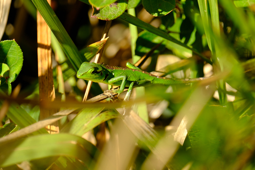 Common Green Forest Lizard