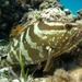 Nassau Grouper - Photo (c) gecco2001, some rights reserved (CC BY-NC)