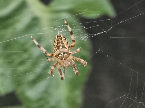 Cross Orbweaver