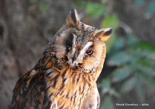 Long-eared Owl