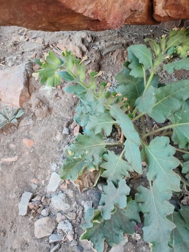white henbane