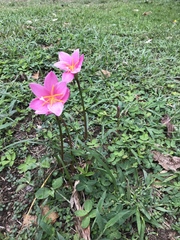 Zephyranthes carinata