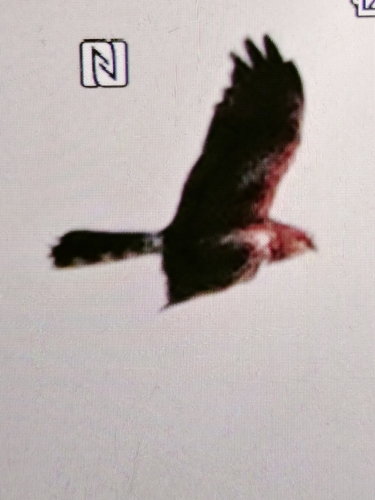 Montagu's Harrier