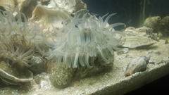 Aulactinia incubans