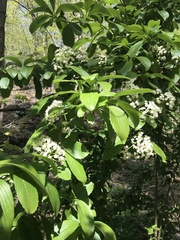 Viburnum sieboldii