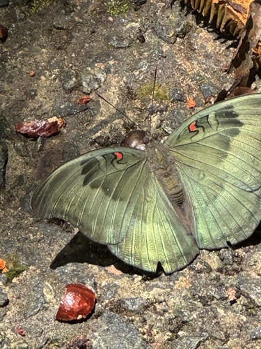 Redspot Duke