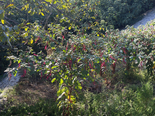 American pokeweed
