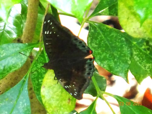 Euthalia adonia pinwilli