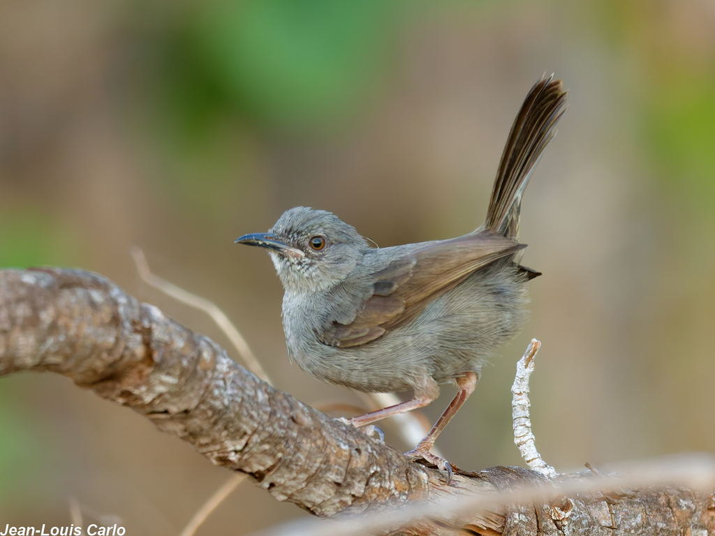 Wren-Warblers