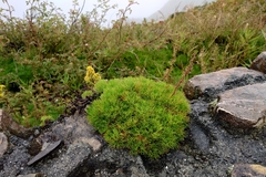 Artemisia morrisonensis