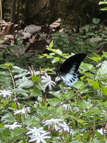Sri Lankan Blue Mormon