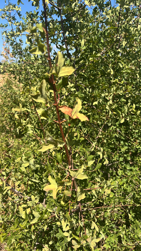 Montpellier Maple