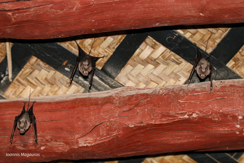 Small Mouse-tailed Bat