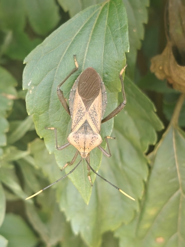 Ochrochira ferruginea