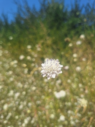 Cephalaria transsylvanica
