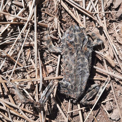 Green Toad
