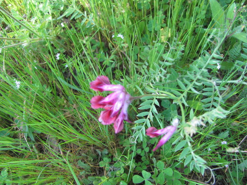 Vicia benghalensis, photograph 6