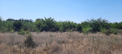 black locust