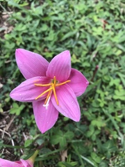 Zephyranthes carinata