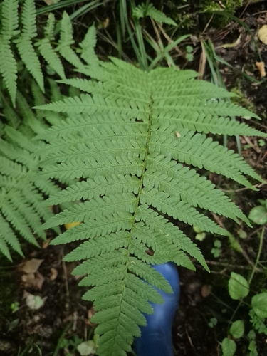 male fern