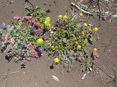 Eriogonum marifolium