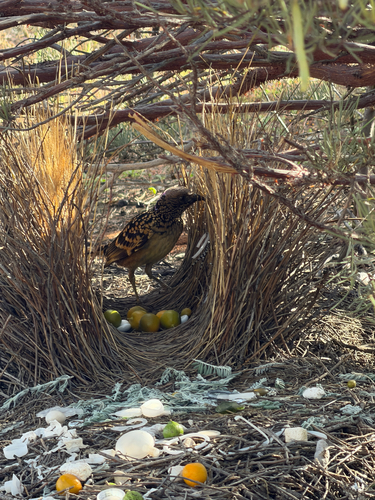 Western Bowerbird