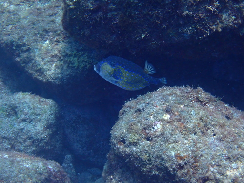 Ostracion immaculatus observed 2026-08-19