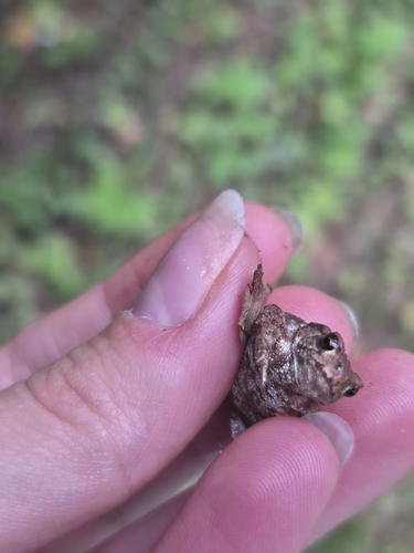 European Toad