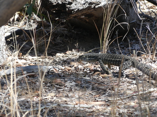 Lace Monitor