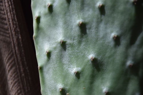 Indian fig opuntia