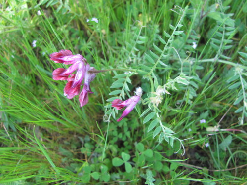Vicia benghalensis, photograph 5