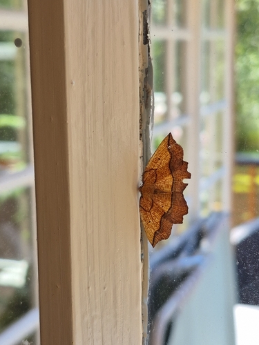 Bordered Beauty