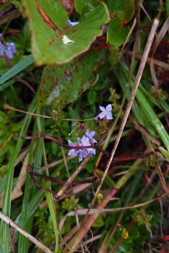 Veronica morrisonicola