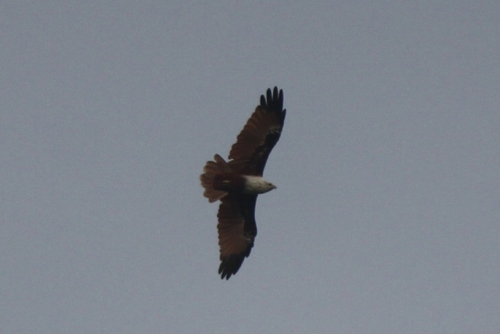 Brahminy Kite