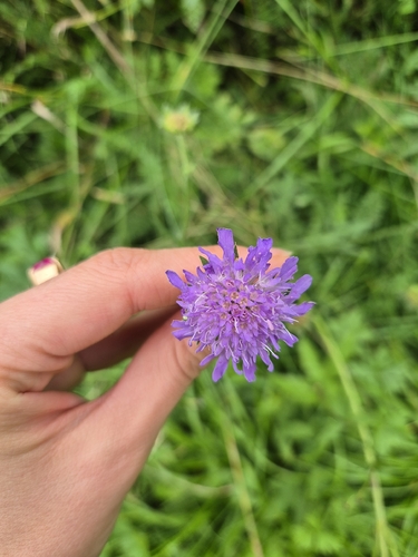 Field Scabious