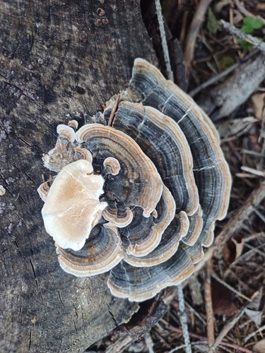turkey-tail
