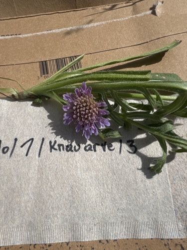 Field Scabious