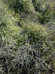 Pholistoma membranaceum, photograph author not stated, no rights reserved