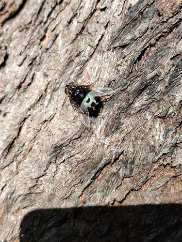 Formosia observed 2026-08-23