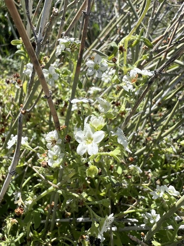 Pholistoma membranaceum, photograph 2