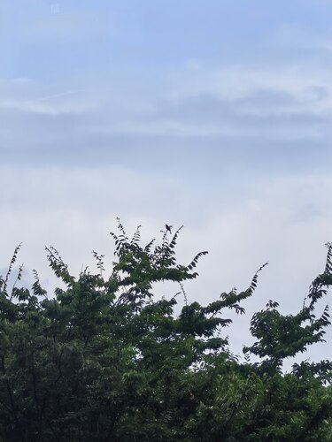 Light-vented Bulbul