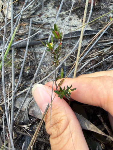Pseudanthus orientalis observed 2026-08-23