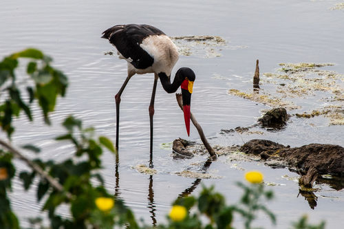 iNaturalist image