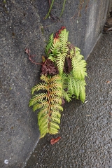 Woodwardia unigemmata