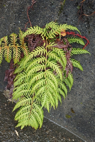 Woodwardia unigemmata, photograph 2