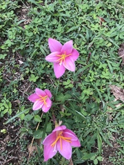 Zephyranthes carinata
